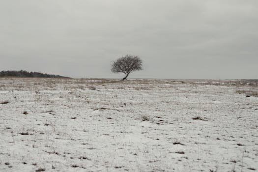 pexels-photo-30131981-30131981 A lone tree stands in an expansive snowy countryside, under a cloudy winter sky.