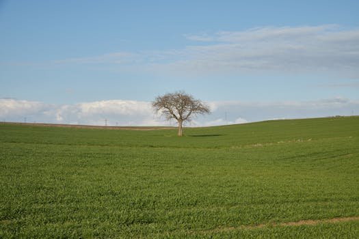 pexels-photo-30132057-30132057 A solitary tree stands in a lush green agricultural field under a clear blue sky.