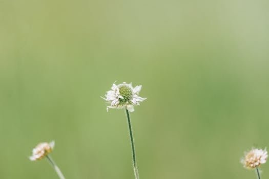 pexels-photo-32231570-32231570 pexels-photo-32231570-32231570.jpg